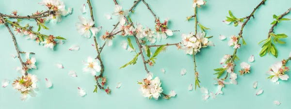 Hvide Mandel Blomster Kronblade Lyseblå Pastel Baggrund - Stock-foto