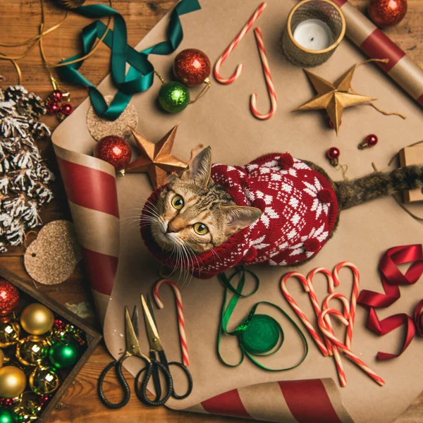 크리스마스나 연휴를 준비하는 반짝이는 고양이 성탄절 스웨터 스퀘어 — 스톡 사진