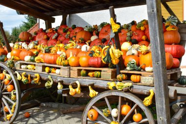 Çok renkli dekoratif kabaklar Sonbahar Festivali.