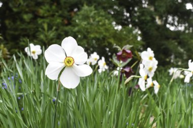 Güzel narsist çiçeklerin yakın görüntüsü.