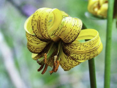 Lilium bosniacum, Zlatni Ljiljan (altın zambak için Boşnakça) veya Bosanski Ljiljan (Boşnak zambağı)).