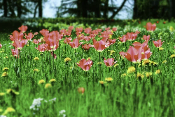 Tulipany Klombie — Zdjęcie stockowe