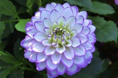 Dahlia, pembe çiçek makro.
