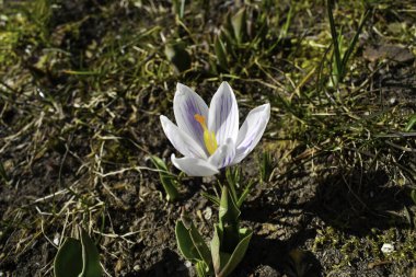Çiçek tarlasında çiçek açan beyaz krukus.