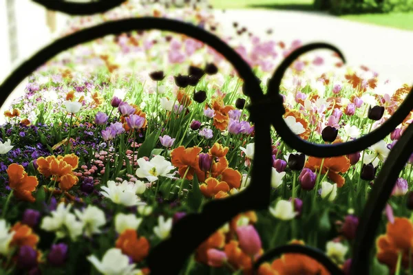 Tulipanes Multicolores Jardín — Foto de Stock