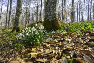 Bir buket narin beyaz kar damlası.