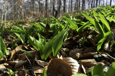 Ramsonların genç yaprakları (Allium ursinum).