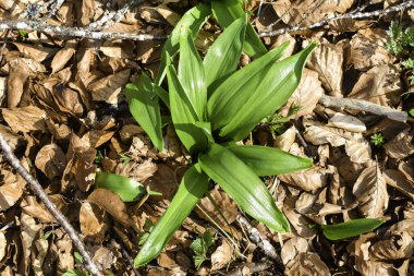 Ramsonların genç yaprakları (Allium ursinum).