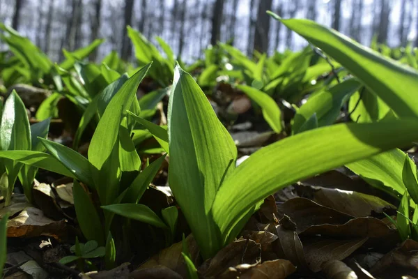 Junge Blätter Von Ramsons Allium Ursinum — Stockfoto