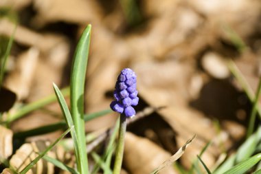 Mavi üzümlü sümbül çiçeğinin (muscari) yakın çekimi.