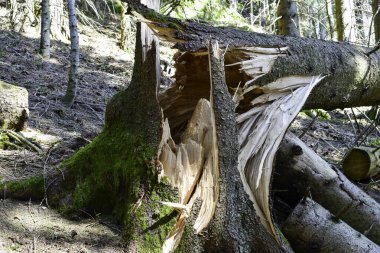 Kırılmış, sökülmüş, devrilmiş ağaç fırtına hasarı ve şiddetli rüzgarlar yüzünden..