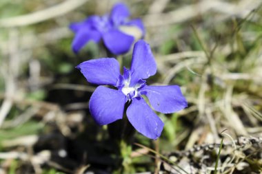 Bahar Gentian (Gentiana verna)).