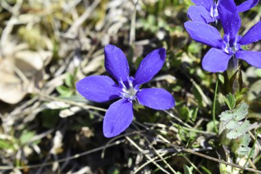 Bahar Gentian (Gentiana verna)).