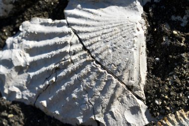 Kretase döneminden fosilleşmiş ammonitler..