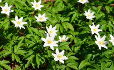 Ağaç şakayığı (Anemone nemorosa) çiçek açar..