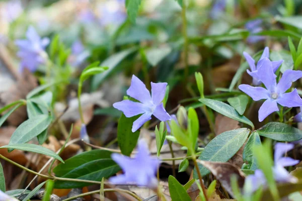 Periwinkle Periwinkle Enano Vinca Minor —  Fotos de Stock