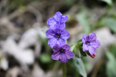 Leydimizin süt damlaları (Pulmonaria officinalis).