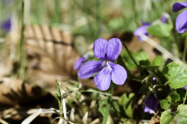 Tatlı menekşe (Viola odorata) Ormanda yabani çiçek.