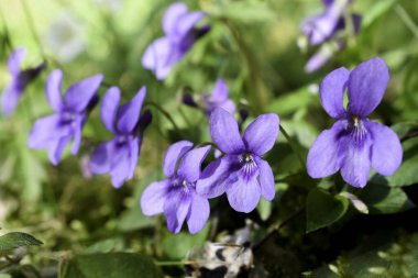 Tatlı menekşe (Viola odorata) Ormanda yabani çiçek.