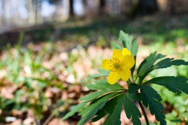 Sarı şakayık (Anemone ranunculoides) ormanda.