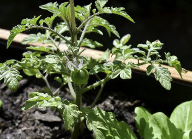 Organik bir bahçede yetişen yeşil kiraz domatesi..