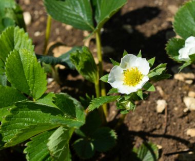 Tatlı bahçe çilek çiçeği.