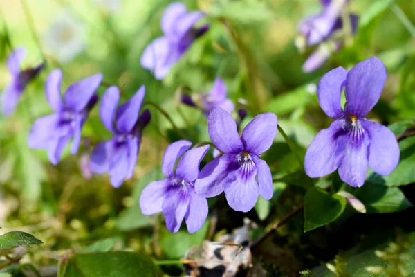 Słodki Fioletowy Viola Odorata Dziki Kwiat Lesie — Zdjęcie stockowe
