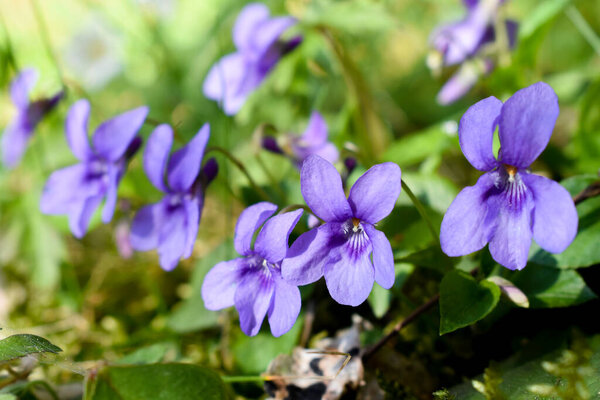 Sweet violet (Viola odorata) wildflower in forest.