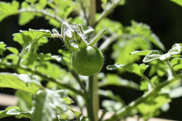 在有机花园生长的绿色樱桃番茄 — 图库照片