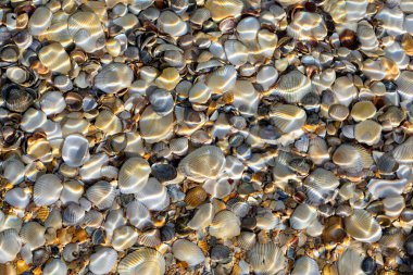 Suyun altında bir sürü farklı kabuk var.