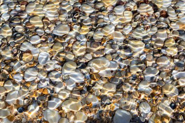 Bir sürü farklı kabuk var.