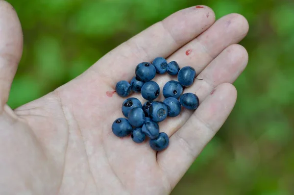 Blueberries Palm Man — Stock Photo, Image