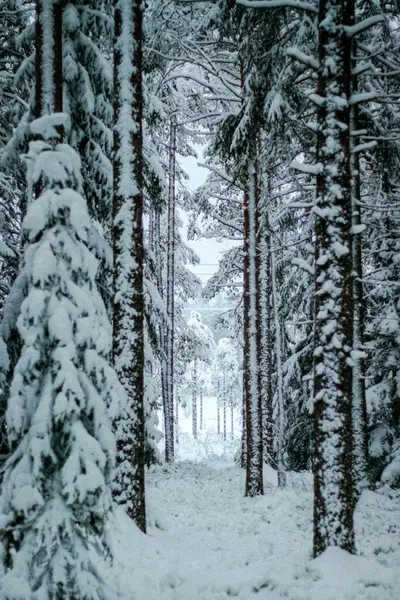 Un camino en medio del bosque rodeado de grandes árboles cubiertos de nieve — Foto de Stock