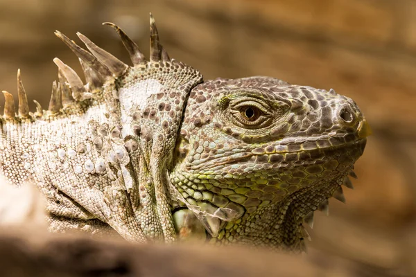 Närbild av en iguana reptil ansikte Royaltyfria Stockfoton