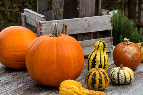 Pumpkins on wooden Table 1 — Stock Photo, Image