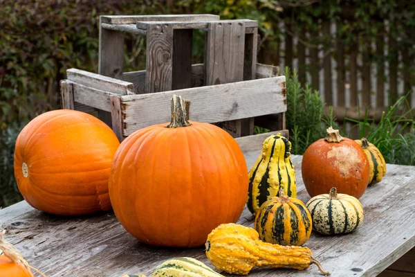 Pumpkins on wooden Table 3 — Stock Photo, Image