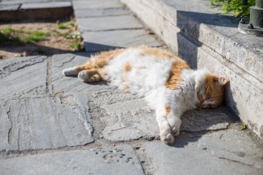 Yumuşak kedi yazın güneşlenir.