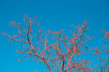 Mavi gökyüzünün arka planında böğürtlenli pembe ağaç