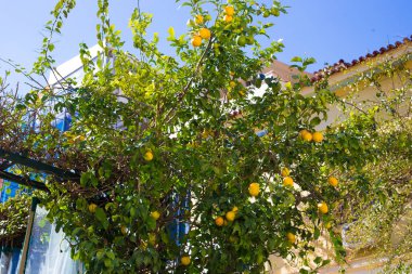 Yunanistan 'ın Atina şehir merkezinde limon ağacı