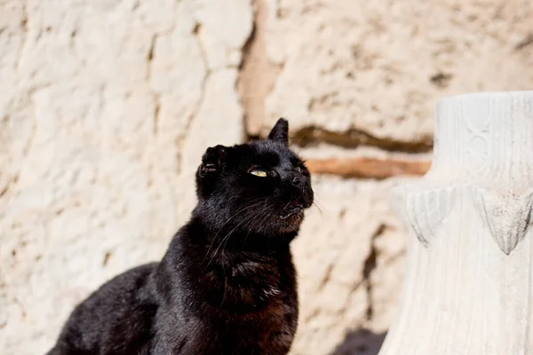 Gato Esponjoso Tomando Sol Verano — Foto de Stock