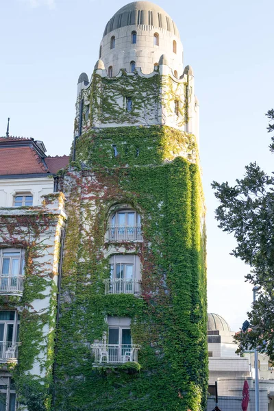 爬上一座旧建筑物正面的绿色植物 — 图库照片