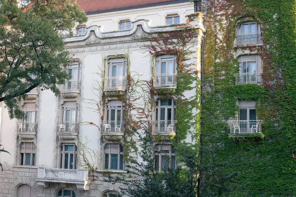 Plantas Verdes Trepadoras Fachada Antiguo Edificio —  Fotos de Stock