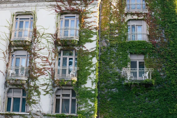 爬上一座旧建筑物正面的绿色植物 — 图库照片