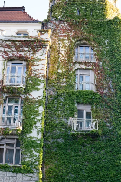 爬上一座旧建筑物正面的绿色植物 — 图库照片