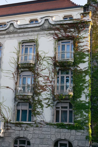 Escalada Plantas Verdes Fachada Edifício Antigo — Fotografia de Stock
