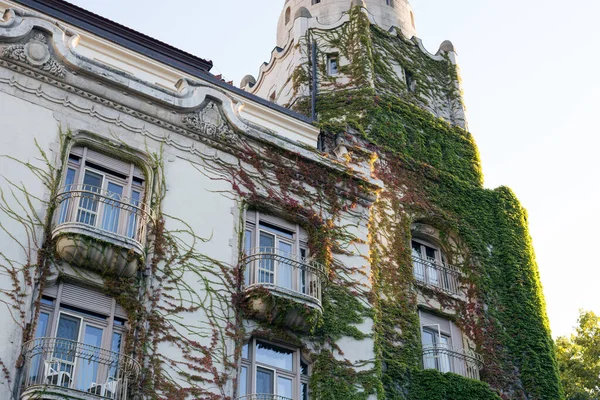 Escalada Plantas Verdes Fachada Edifício Antigo — Fotografia de Stock