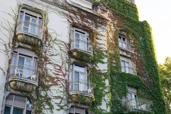 Piante Verdi Rampicanti Sulla Facciata Vecchio Edificio — Foto Stock