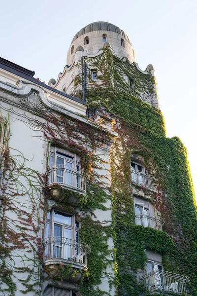 Escalada Plantas Verdes Fachada Edifício Antigo — Fotografia de Stock