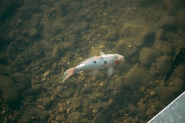 Temiz bir gölde büyük bir sazan balığı yığını.