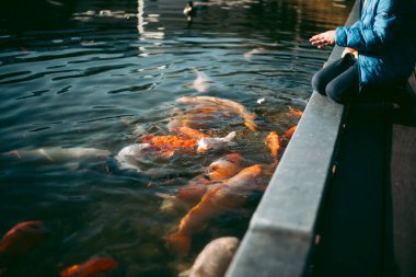 Temiz bir gölde büyük bir sazan balığı yığını.
